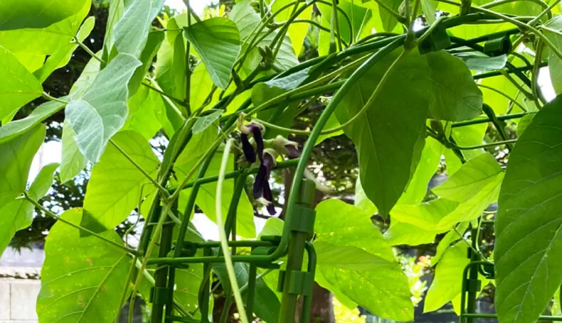 ６月のムクナ豆